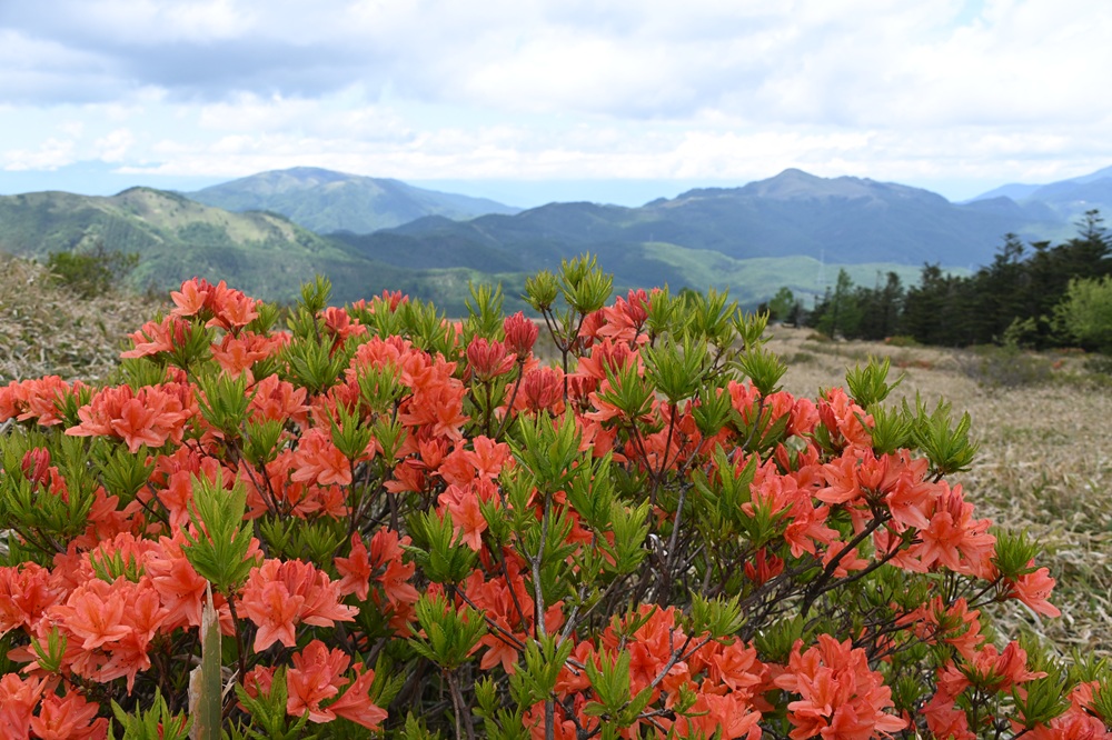 レンゲツツジのこんもりとした樹に咲く朱色の花