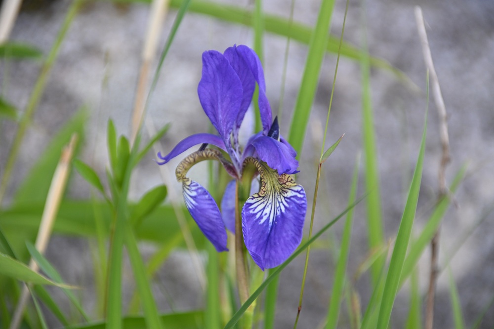青紫色の花