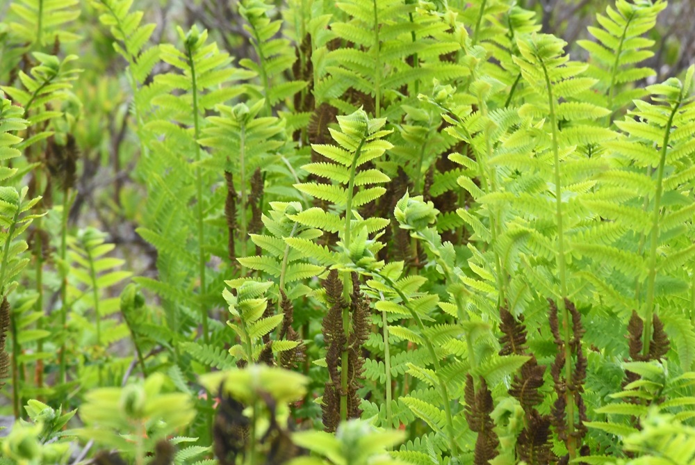 茎の中央部に茶色いものがついている