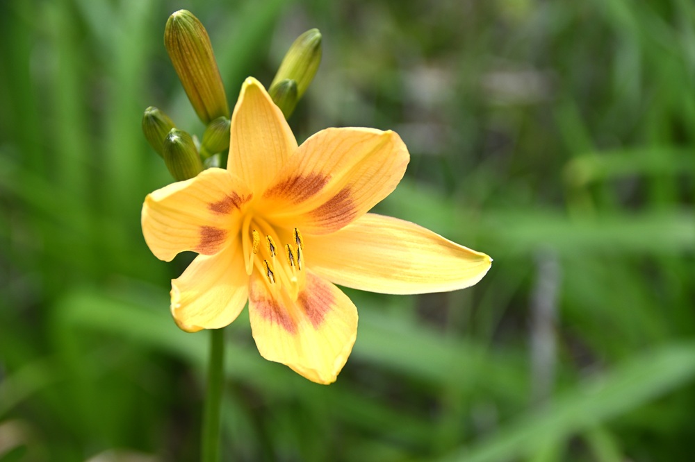 三枚の花弁だけ中心が紫色の模様がある