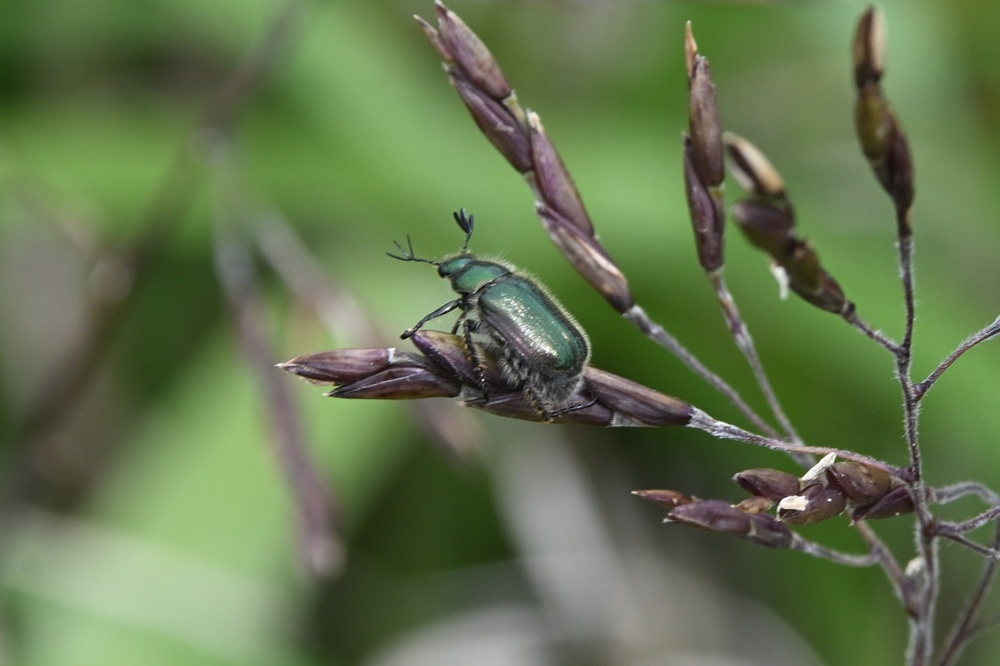 緑色の触覚が枝分かれした昆虫