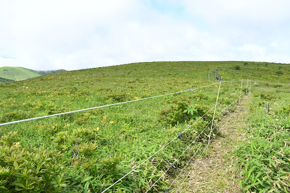 草地の脇に柵が張ってある
