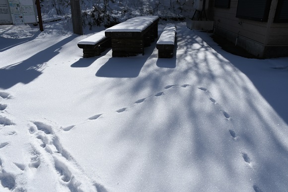 白い雪の上に弧を描いた小さな足跡が付いている