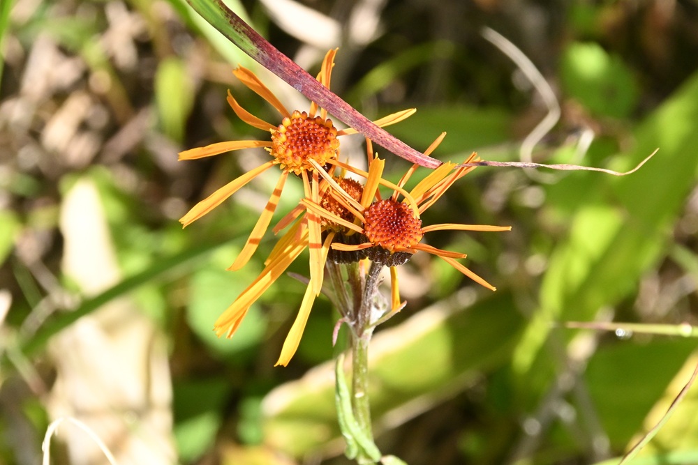細長いオレンジ色の花弁