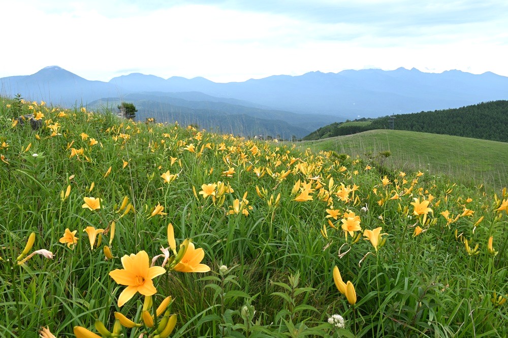 ニッコウキスゲの花々と高い山