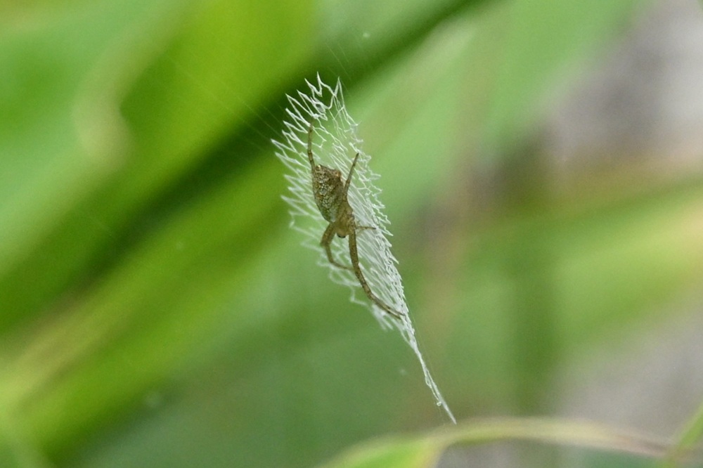 蜘蛛の巣の裏側にいる蜘蛛