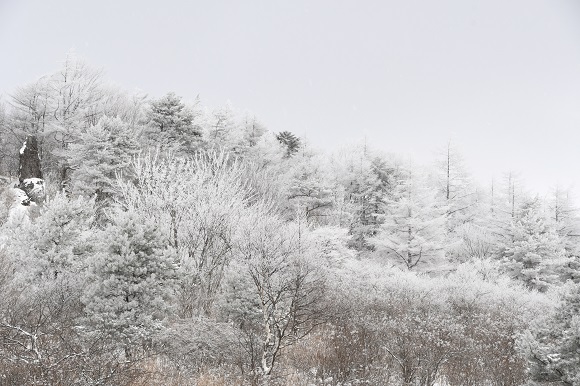 雪で真っ白の木々