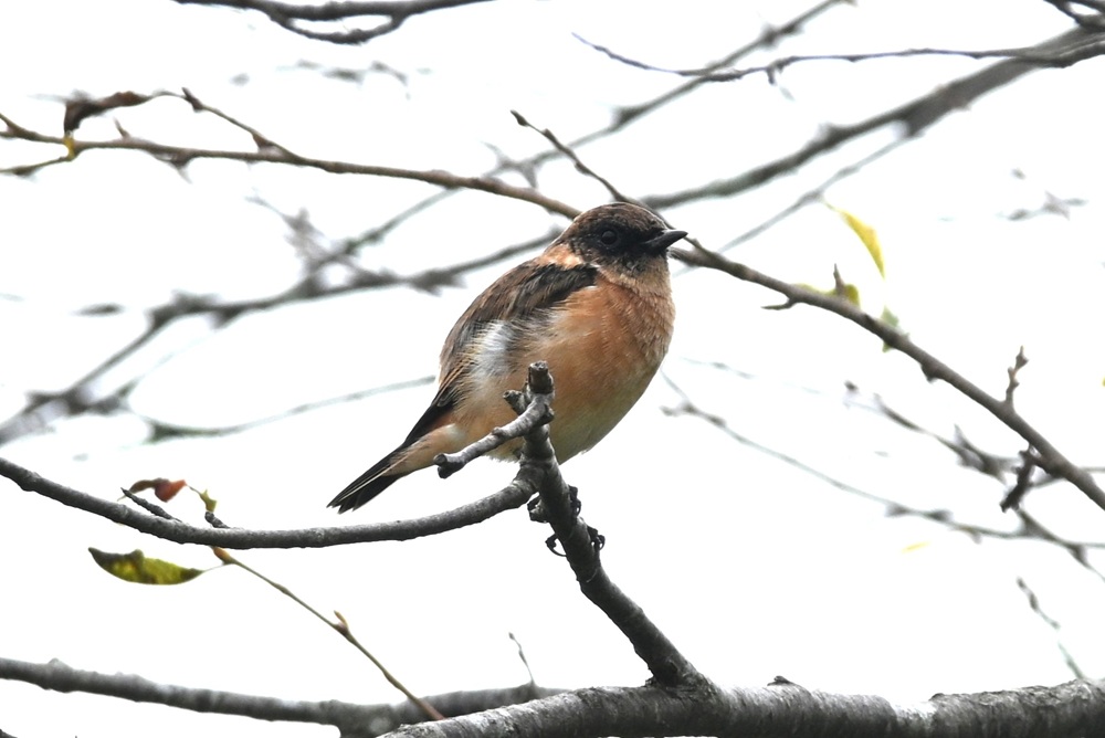 おなかが茶色の鳥が枝にとまっている