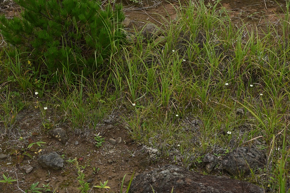 草地にぽつぽつと白い物が見える