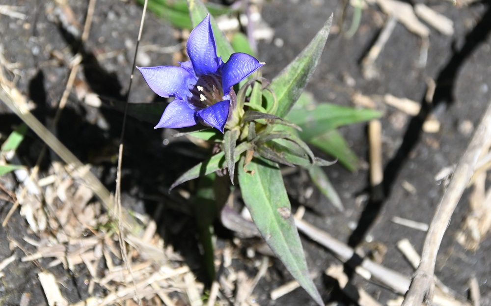 1つだけ花を咲かせたリンドウ