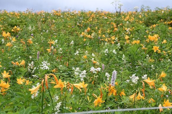 ニッコウキスゲ開花状況(2022年７月17日）の画像