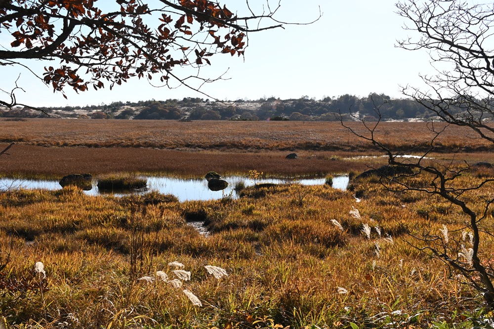 色づく木々と八島湿原の草紅葉の画像