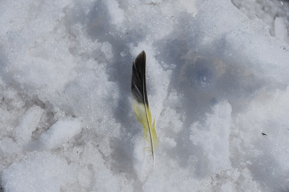 雪の上にあった黒と黄色が入った羽