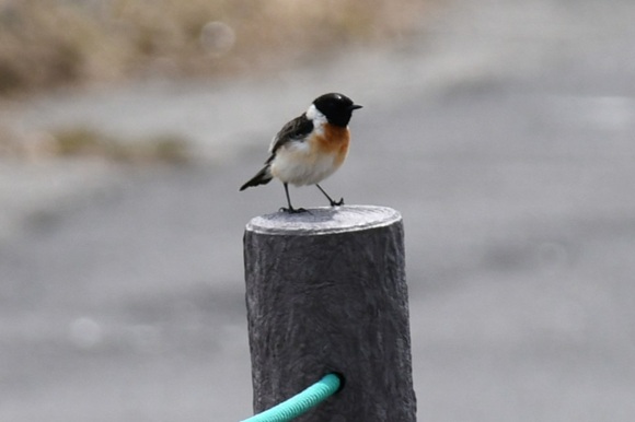 杭の上に泊まる鳥
