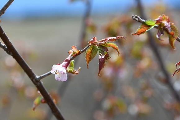 小さな一凛のピンク色の桜