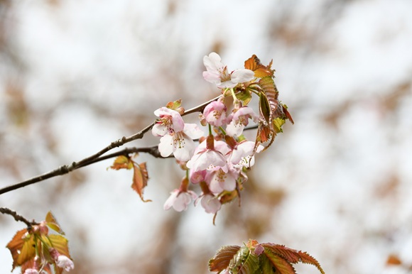 サクラの花