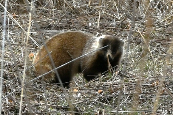 アナグマの巣穴の画像