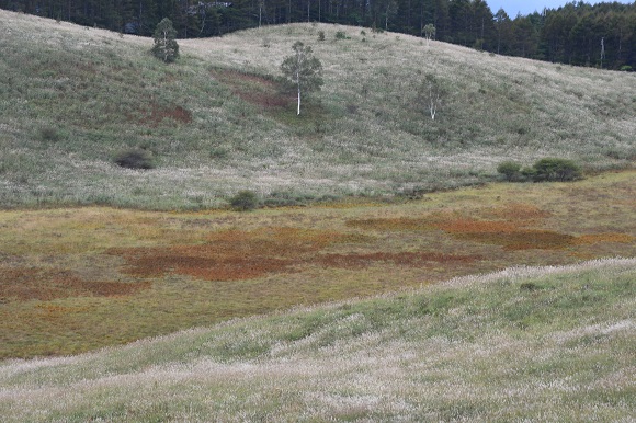 湿原が橙、黄色に染まる