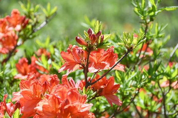花の赤と葉の緑が鮮やか