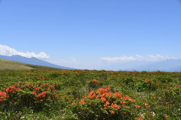 レンゲツツジ開花情報【2025年６月19日】と撮影時のお願いの画像