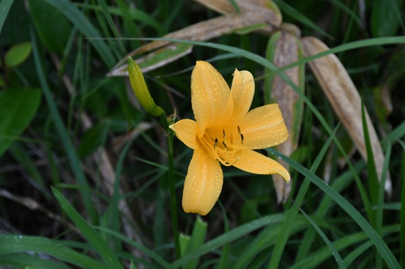 橙色の花