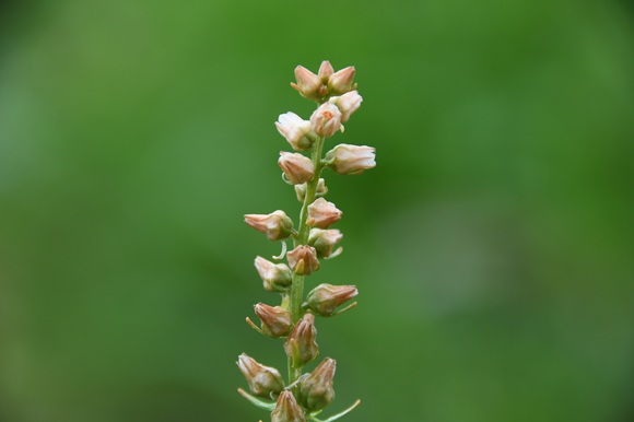 茶色い小さな花が茎にたくさんついている