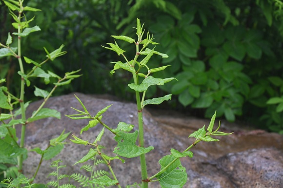 ハート形の葉がついた植物