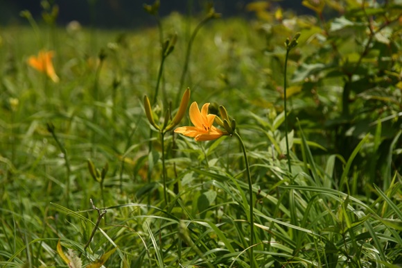 百合のような形の橙色の花