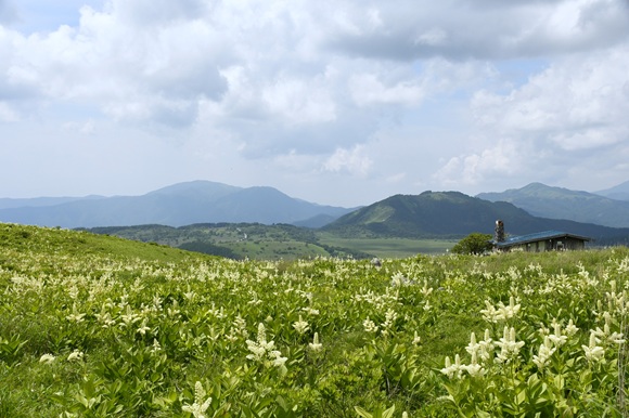 草原内に咲く白い花