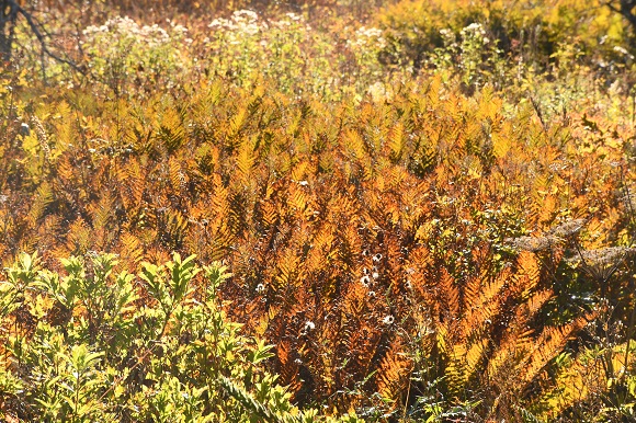 橙色に色づくシダ植物