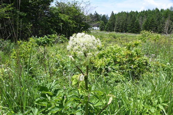 大きな白い植物