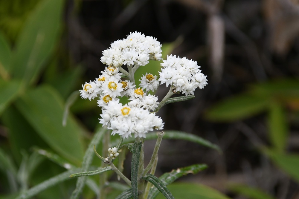 白い花がたくさん上部についている