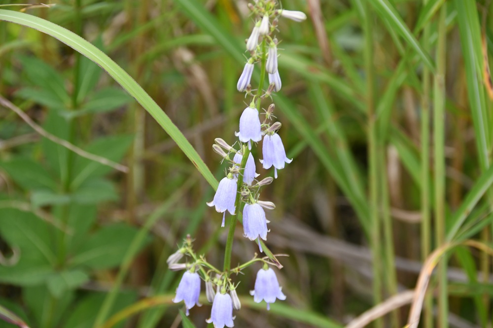 青いベルのような花がたくさん茎についている