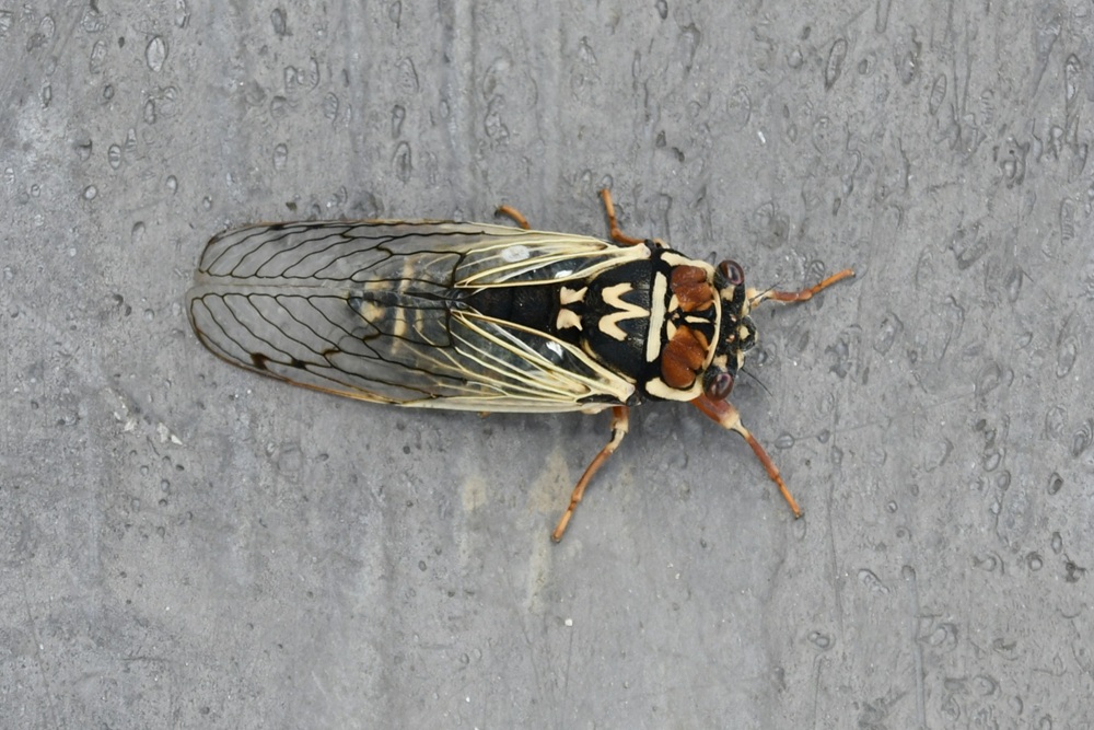 クリーム色と黒色の目立つ色合いのセミ