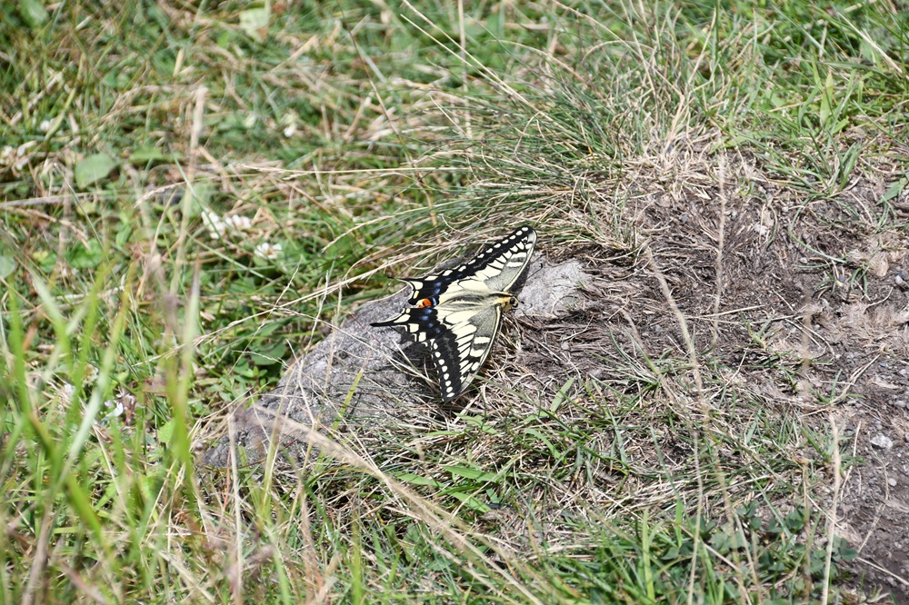岩の上にとまる蝶