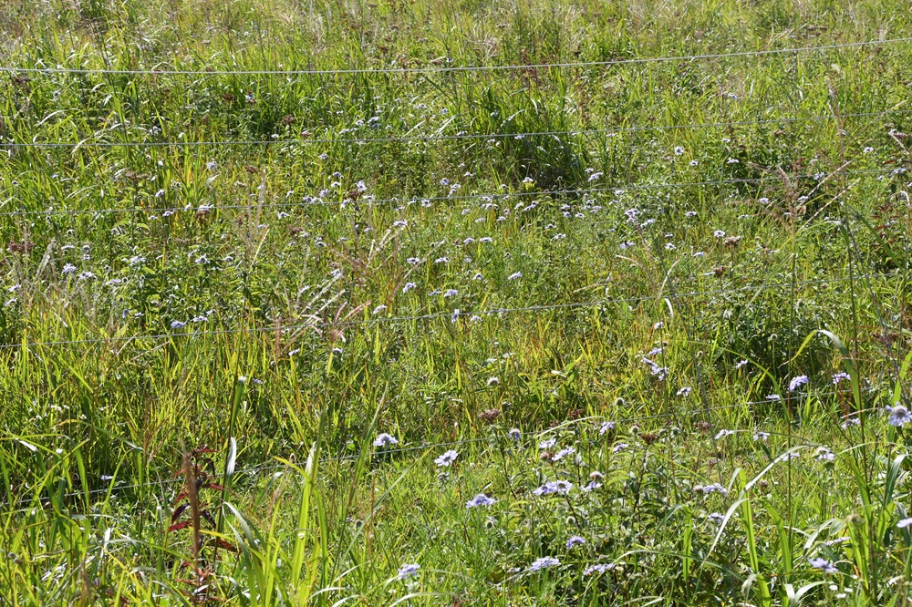 マツムシソウの群生