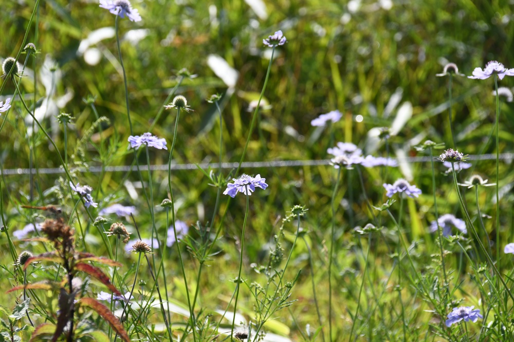 マツムシソウと秋の花々の画像