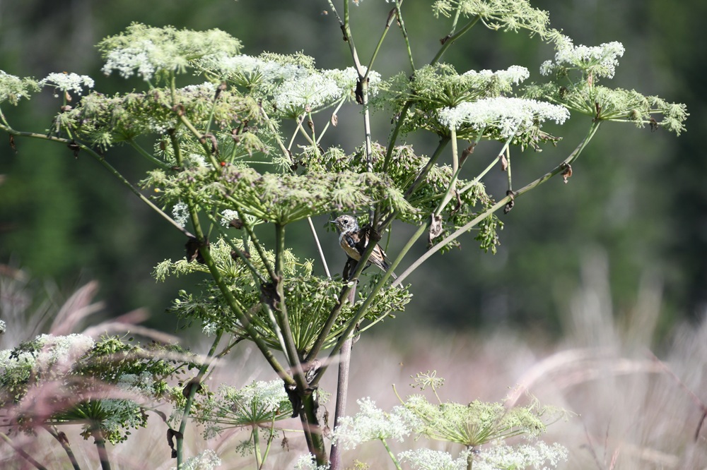 シシウドにとまる鳥