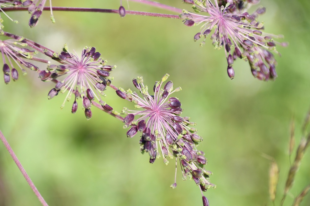 小さな紫色のタネがついている様子