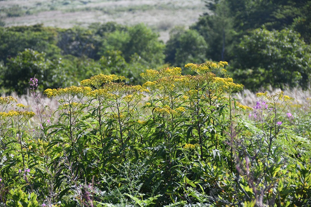 黄色い背の高い花