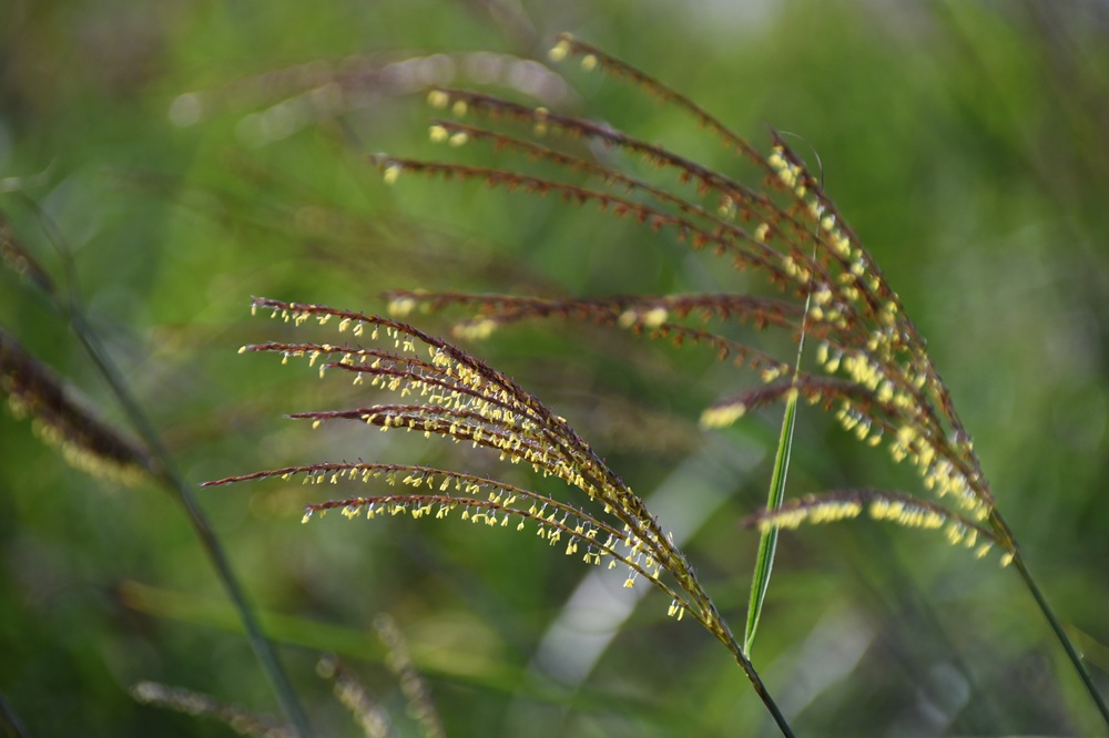 黄色い蕊がついたススキ