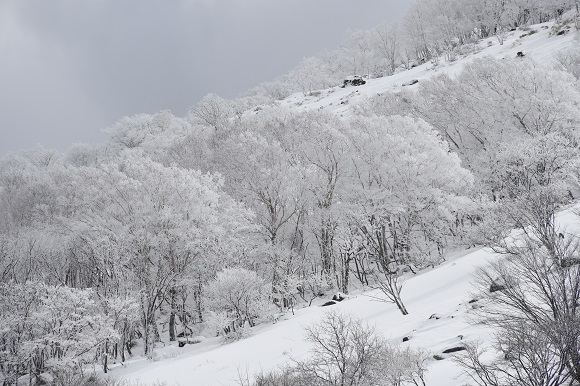 木の枝が白くなる霧氷