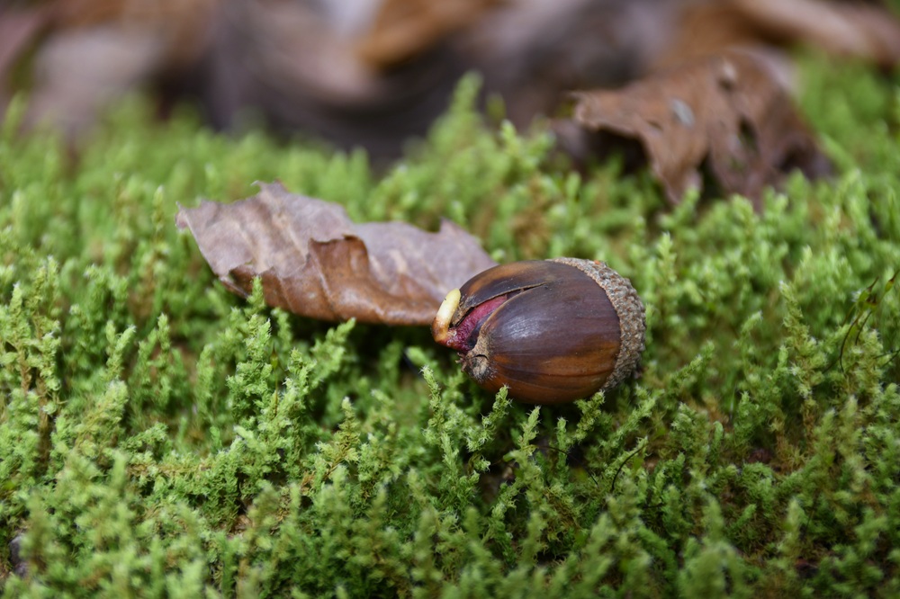 苔の上に落ちているドングリ