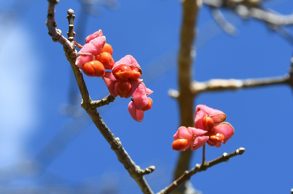 ピンク色の皮と赤い種子