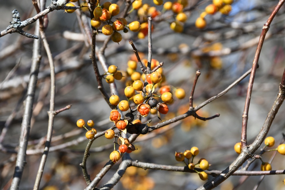 黄色い皮の中にオレンジの種子が入っている