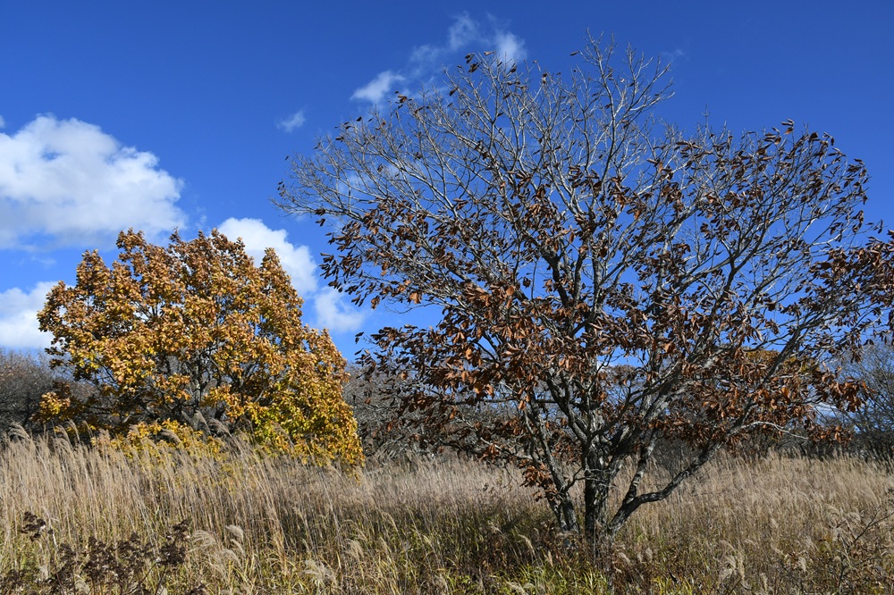 黄色く色づく木と葉が落ちている木