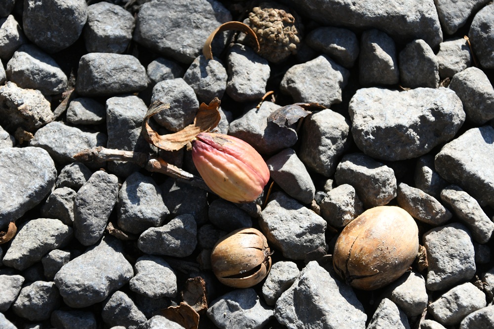 砂利の上のドングリ