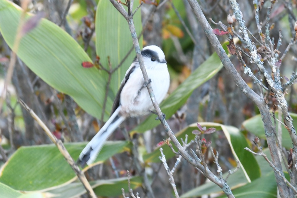 木にとまる白い鳥