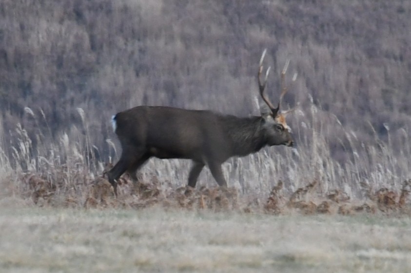 角がいくつも枝分かれしたシカ