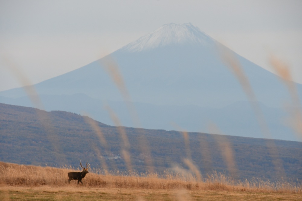 富士山の手前の草地にいる黒い生きもの